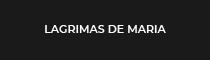 Cliente